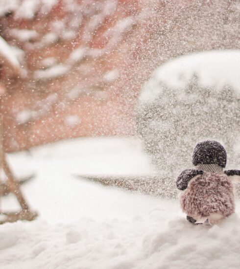 Nature Penguin Winter Snow  - Andre_Grunden / Pixabay